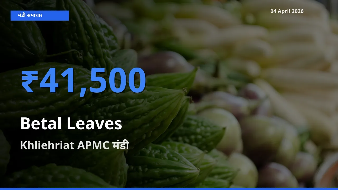 Khliehriat APMC मंडी में पान के पत्ते ₹41,500 पर पहुँचा – आज का सर्वोच्च भाव