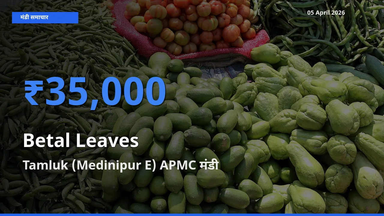 आज पान के पत्ते के सबसे ऊँचे दाम ₹35,000 Tamluk (Medinipur E) APMC मंडी में