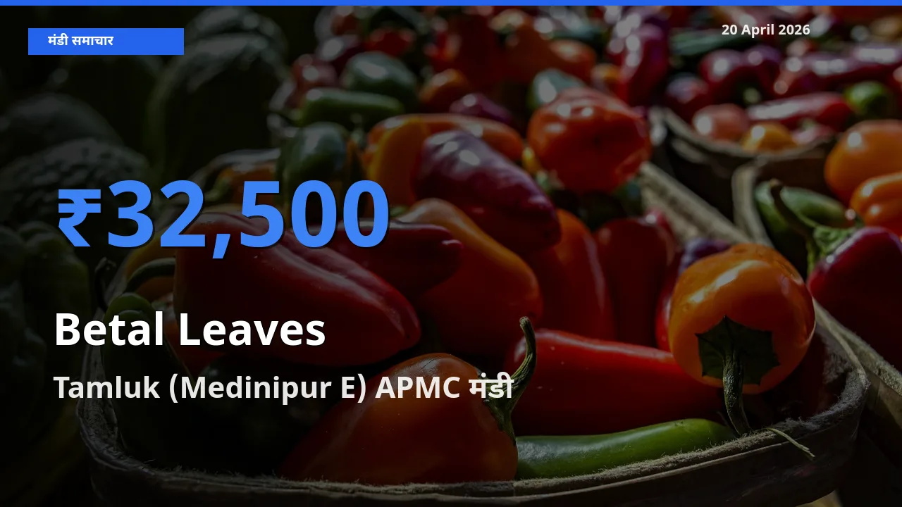 Tamluk (Medinipur E) APMC मंडी में आज पान के पत्ते के सबसे ऊँचे दाम दर्ज