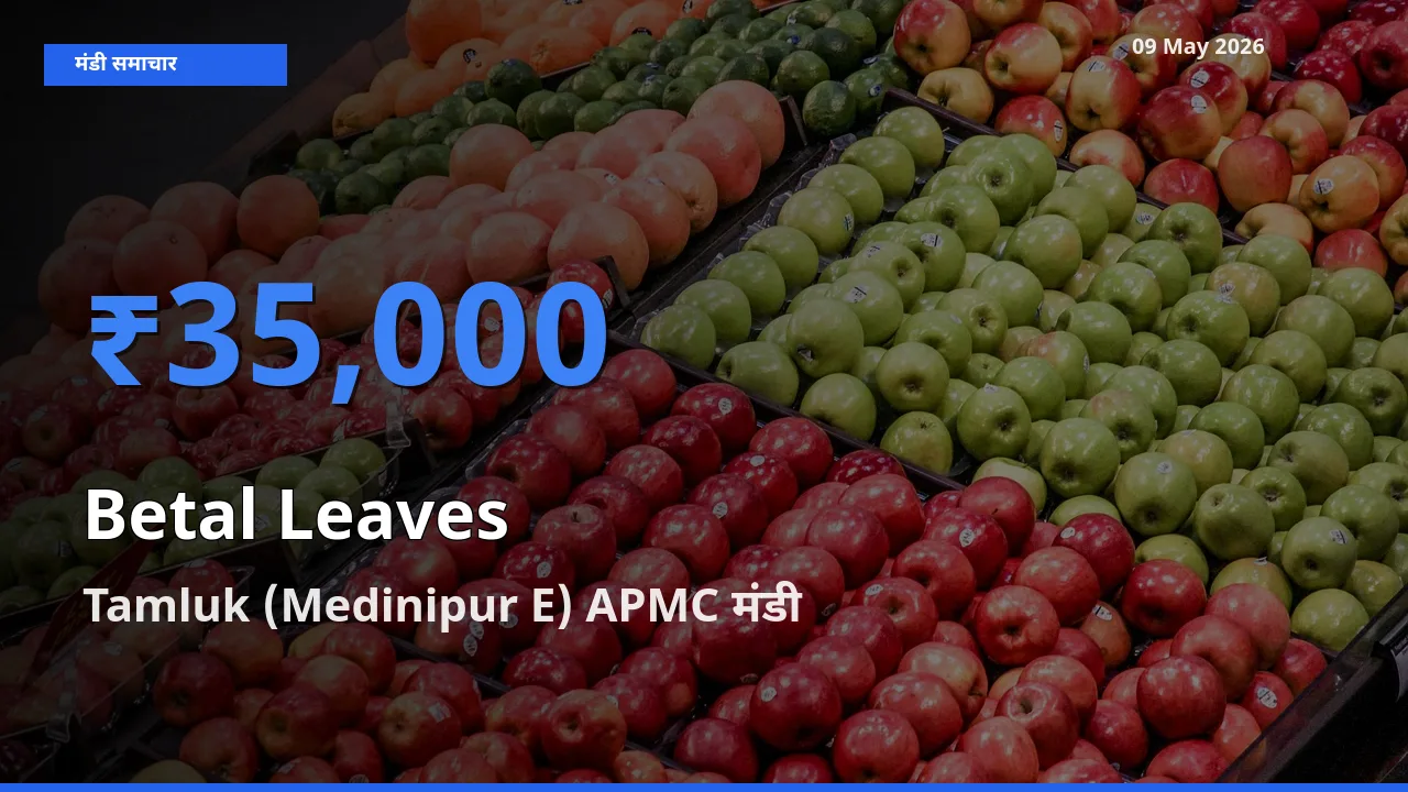 आज पान के पत्ते के सबसे ऊँचे दाम ₹35,000 Tamluk (Medinipur E) APMC मंडी में