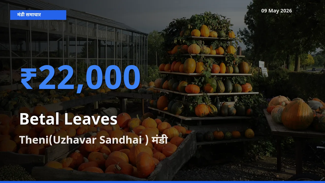 टॉप मंडी बना Theni(Uzhavar Sandhai )! पान के पत्ते के सबसे ऊँचे दाम यहीं दर्ज