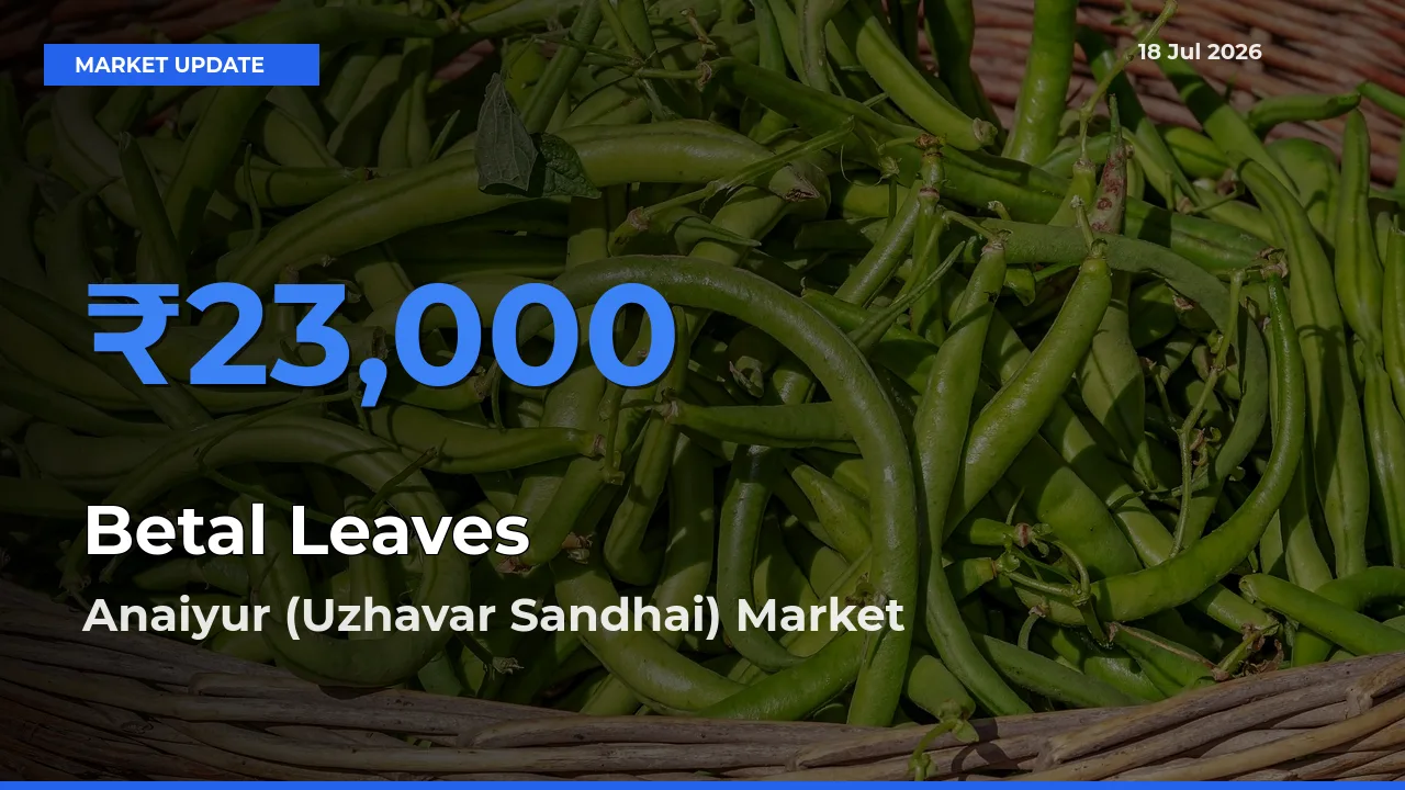 Betal Leaves Mandi Rate Today: Anaiyur (Uzhavar Sandhai) Tops the List