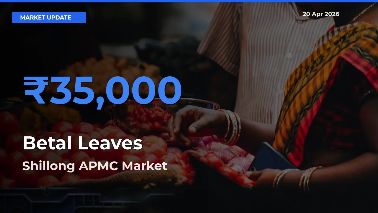Shillong APMC Tops Betal Leaves Rates – April 20 Market Update