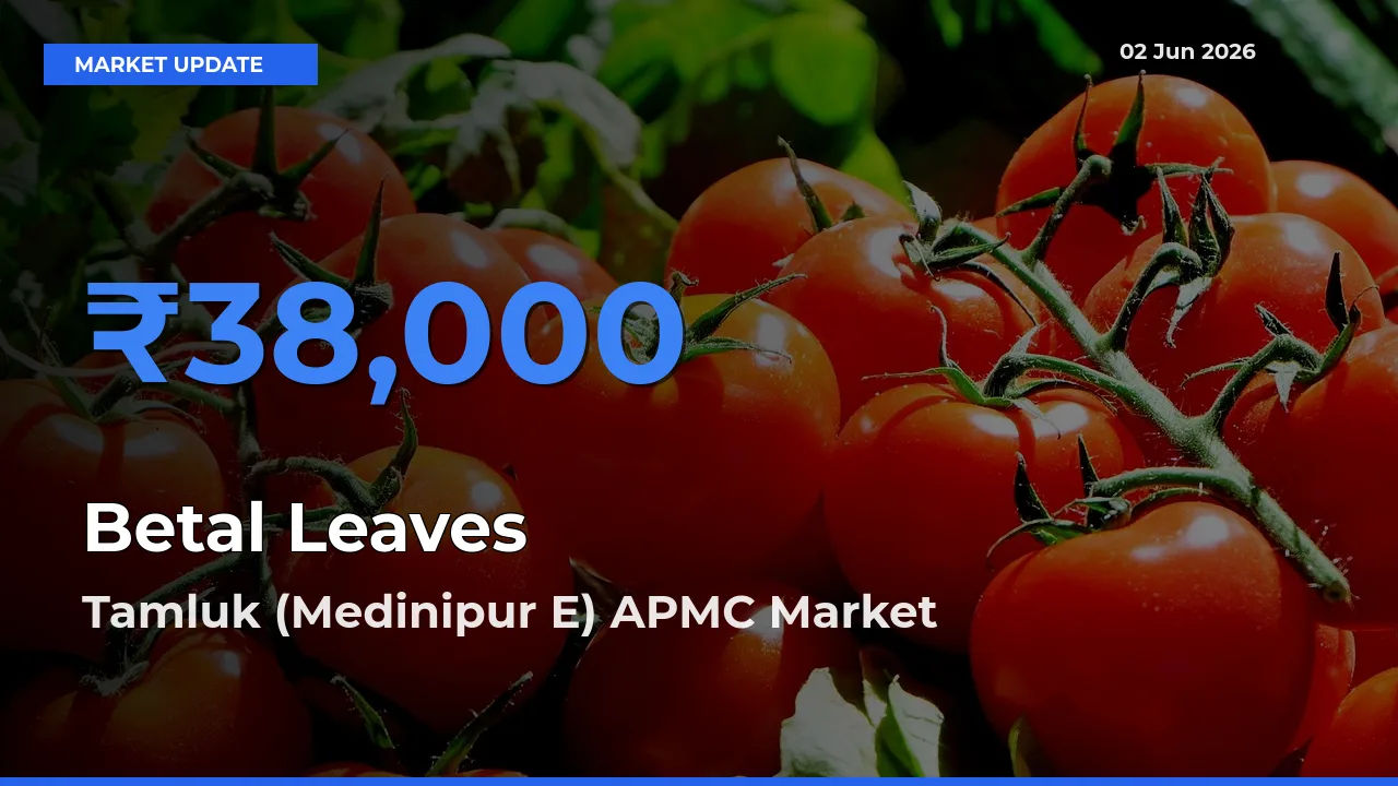 Top Performer! Tamluk (Medinipur E) APMC Offers Best Betal Leaves Price Today