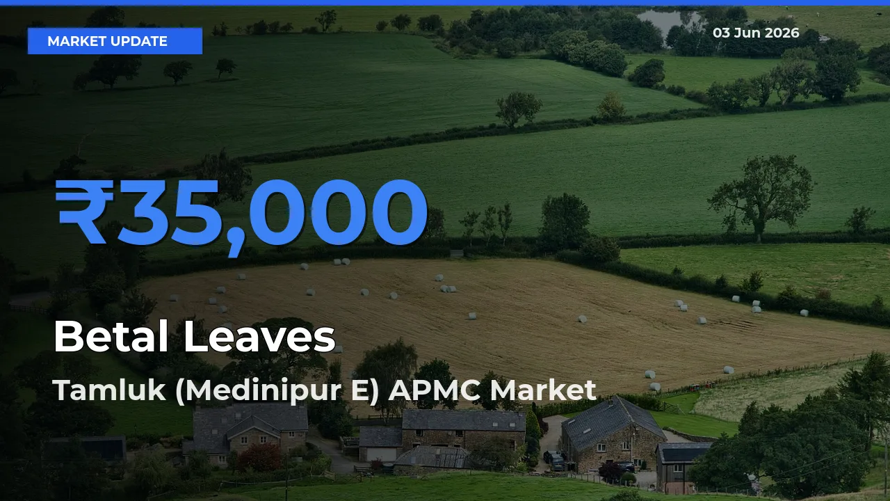 Tamluk (Medinipur E) APMC Emerges as Top Mandi for Betal Leaves Prices Today