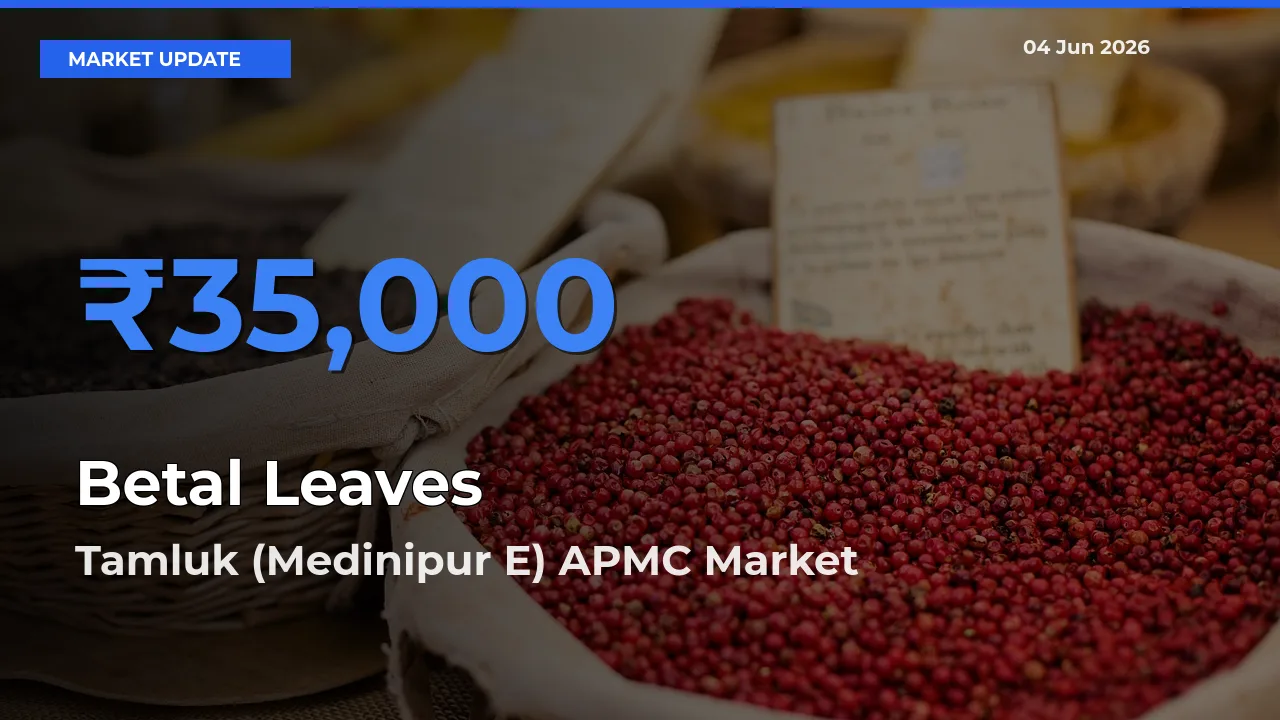 Tamluk (Medinipur E) APMC Emerges as Top Mandi for Betal Leaves Prices Today