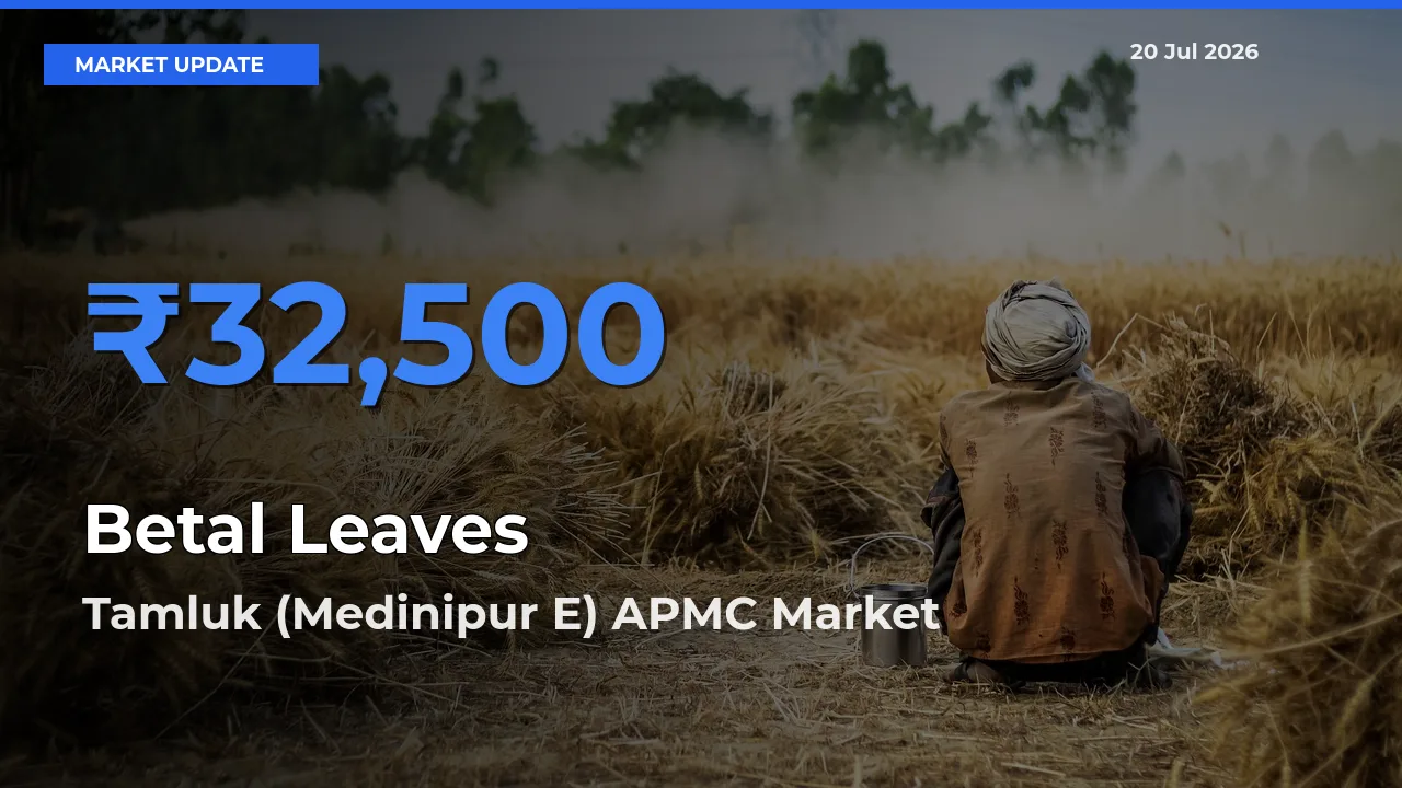 Farmers Prefer Tamluk (Medinipur E) APMC as Betal Leaves Hits Highest Rate