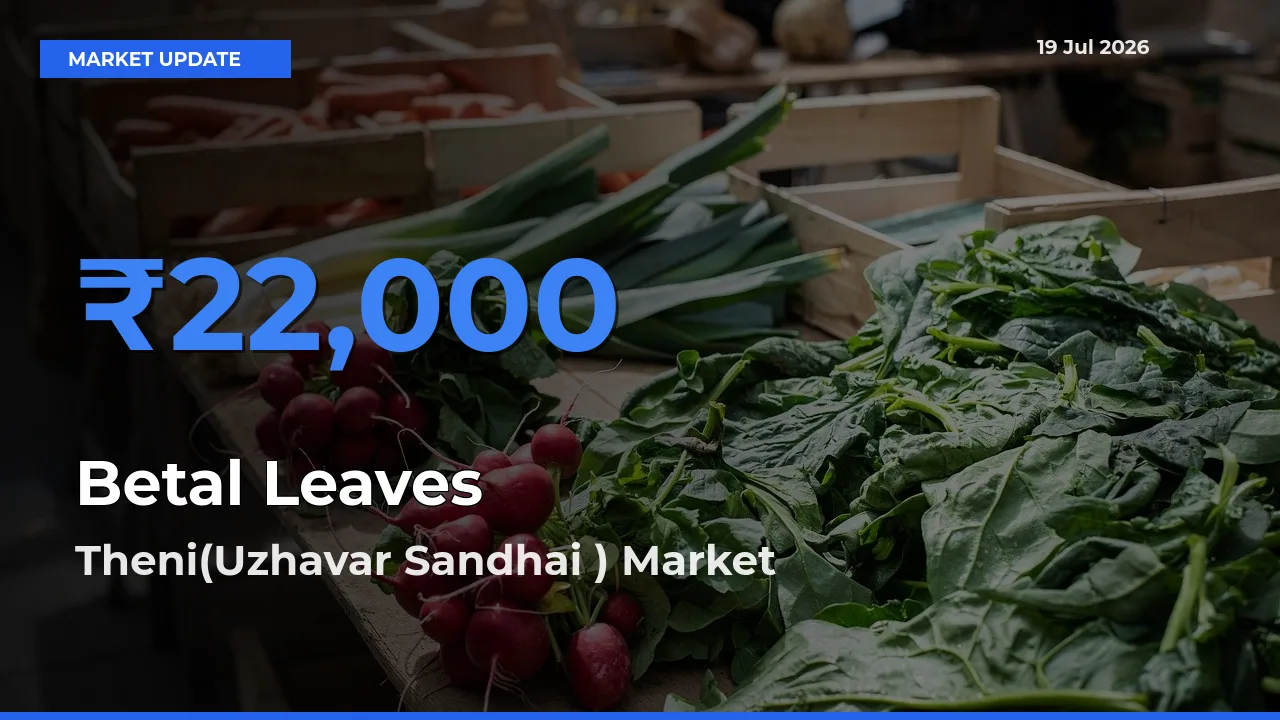 Farmers Prefer Theni(Uzhavar Sandhai ) as Betal Leaves Hits Highest Rate