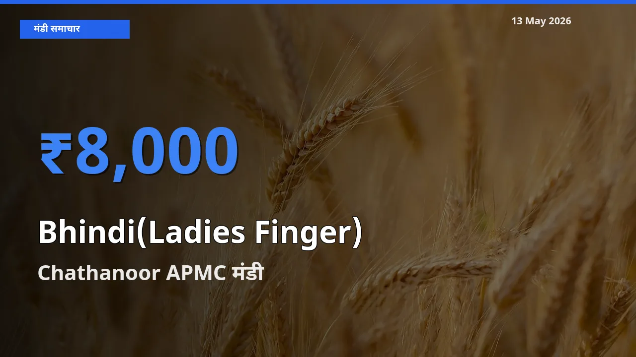Chathanoor APMC मंडी में भिंडी ₹8,000 पर पहुँचा – आज का सर्वोच्च भाव