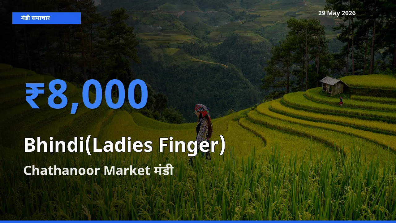 किसानों की पसंद बना Chathanoor Market, भिंडी के सबसे अच्छे दाम