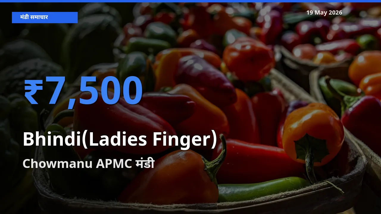 आज भिंडी के सबसे ज़्यादा दाम Chowmanu APMC मंडी में दर्ज