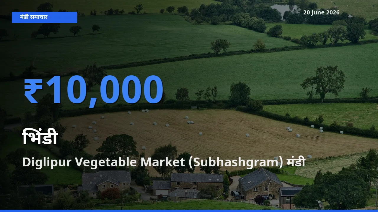 किसानों की पसंद बना Diglipur Vegetable Market (Subhashgram), भिंडी के सबसे अच्छे दाम