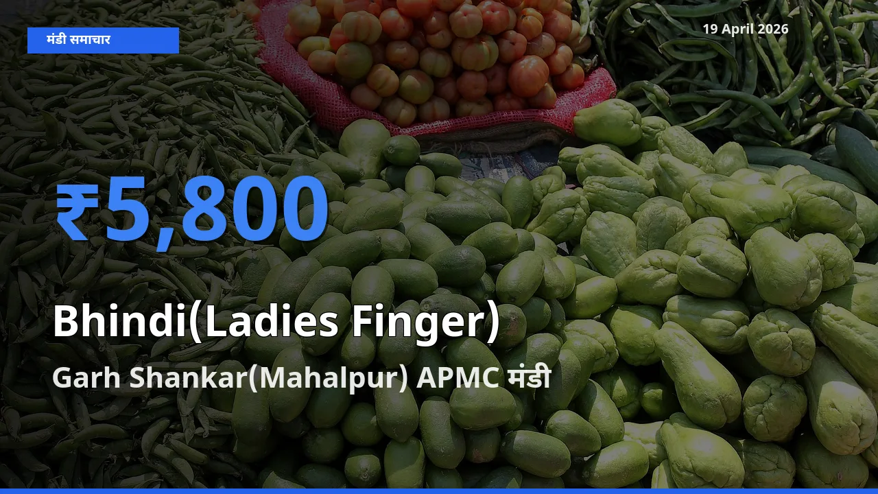 Garh Shankar(Mahalpur) APMC मंडी में भिंडी ₹5,800 पर पहुँचा – आज का सर्वोच्च भाव