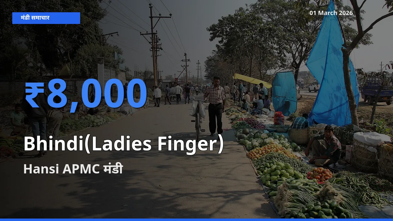 आज Bhindi(Ladies Finger) के सबसे ऊँचे दाम ₹8,000 Hansi APMC मंडी में