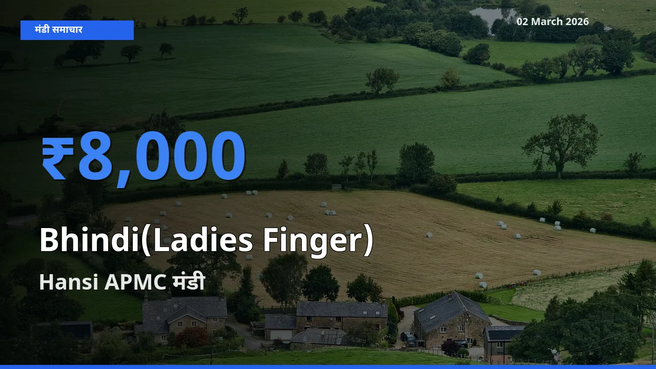 टॉप मंडी बना Hansi APMC! Bhindi(Ladies Finger) के सबसे ऊँचे दाम यहीं दर्ज