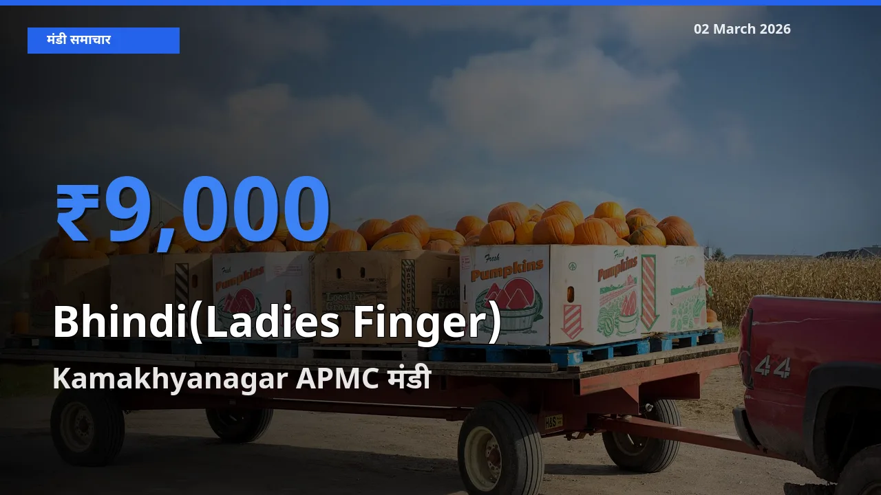 Kamakhyanagar APMC में Bhindi(Ladies Finger) का आज सबसे ऊँचा भाव