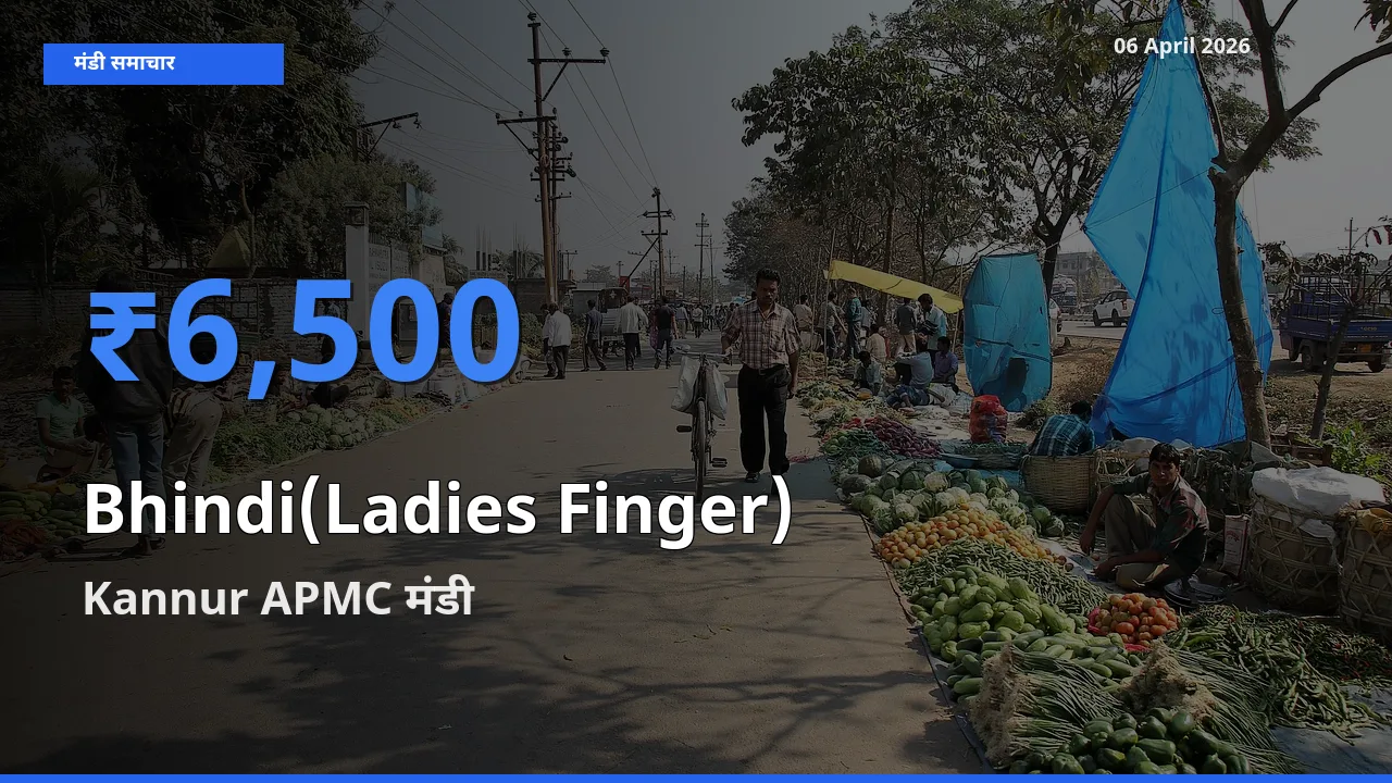 आज भिंडी के सबसे ऊँचे दाम ₹6,500 Kannur APMC मंडी में