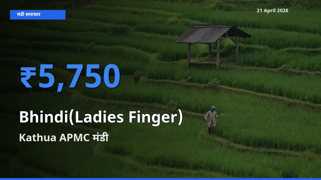 टॉप मंडी बना Kathua APMC! भिंडी के सबसे ऊँचे दाम यहीं दर्ज