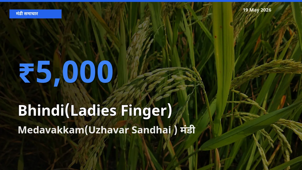 आज भिंडी के सबसे ज़्यादा दाम Medavakkam(Uzhavar Sandhai ) मंडी में दर्ज
