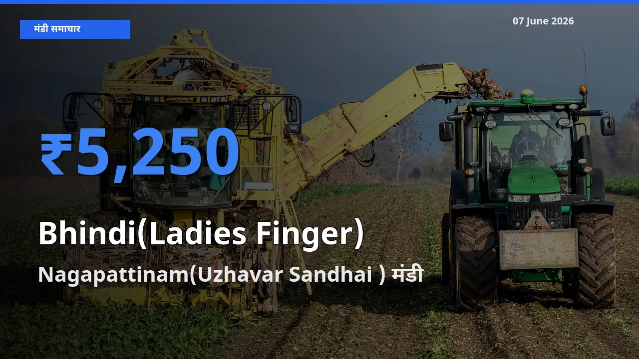 Nagapattinam(Uzhavar Sandhai ) में भिंडी का आज सबसे ऊँचा भाव