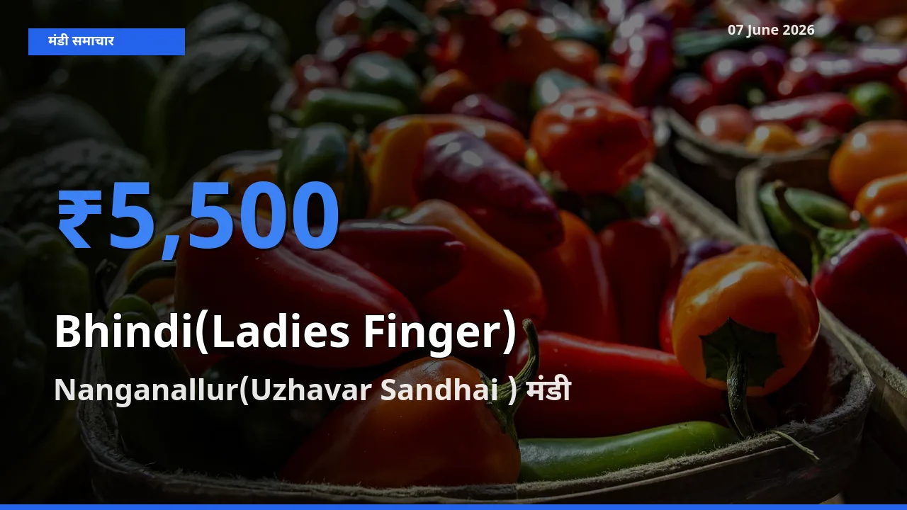 आज भिंडी के सबसे ज़्यादा दाम Nanganallur(Uzhavar Sandhai ) मंडी में दर्ज