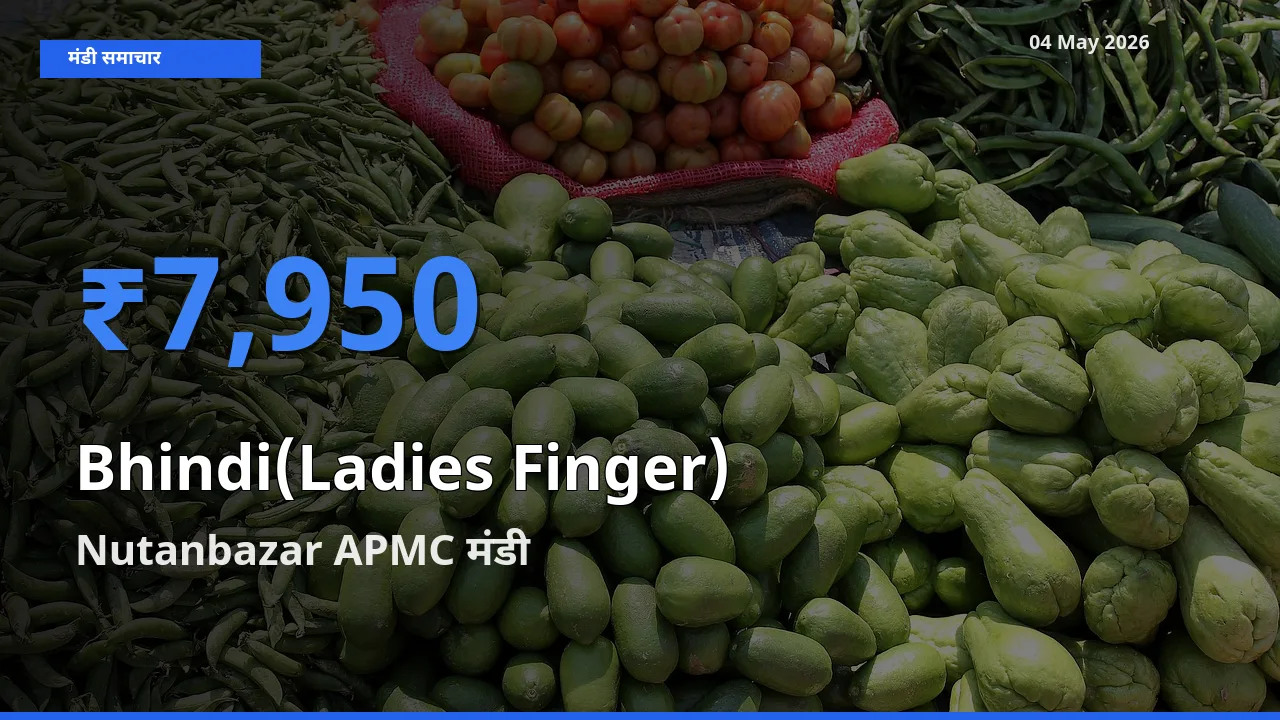 आज भिंडी के सबसे ज़्यादा दाम Nutanbazar APMC मंडी में दर्ज