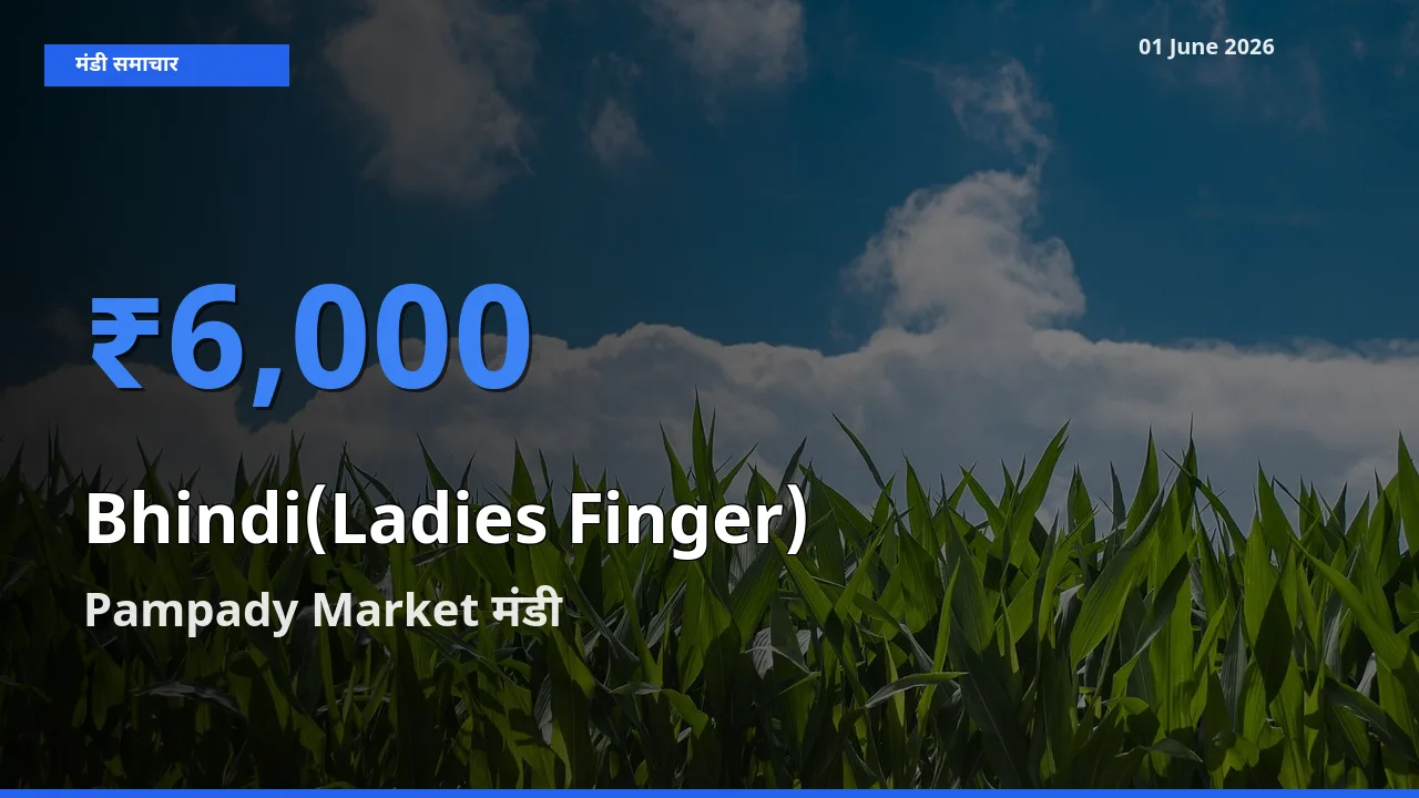 आज भिंडी के सबसे ऊँचे दाम ₹6,000 Pampady Market मंडी में