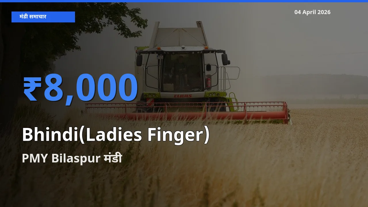 आज भिंडी के सबसे ज़्यादा दाम PMY Bilaspur मंडी में दर्ज