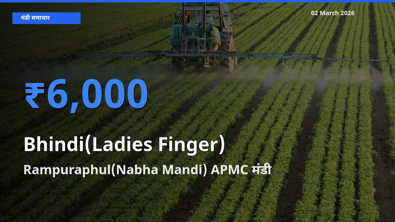 किसानों की पसंद बना Rampuraphul(Nabha Mandi) APMC, Bhindi(Ladies Finger) के सबसे अच्छे दाम