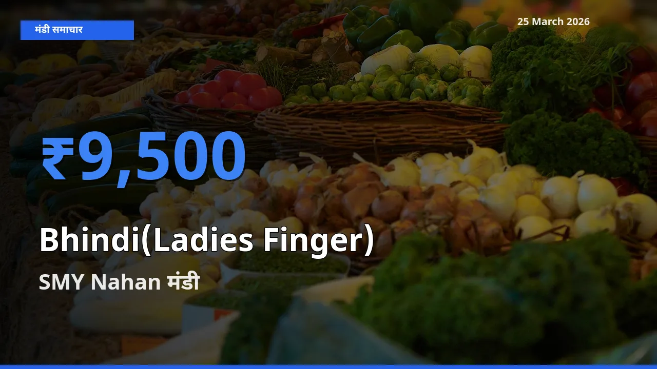 SMY Nahan में भिंडी का आज सबसे ऊँचा भाव
