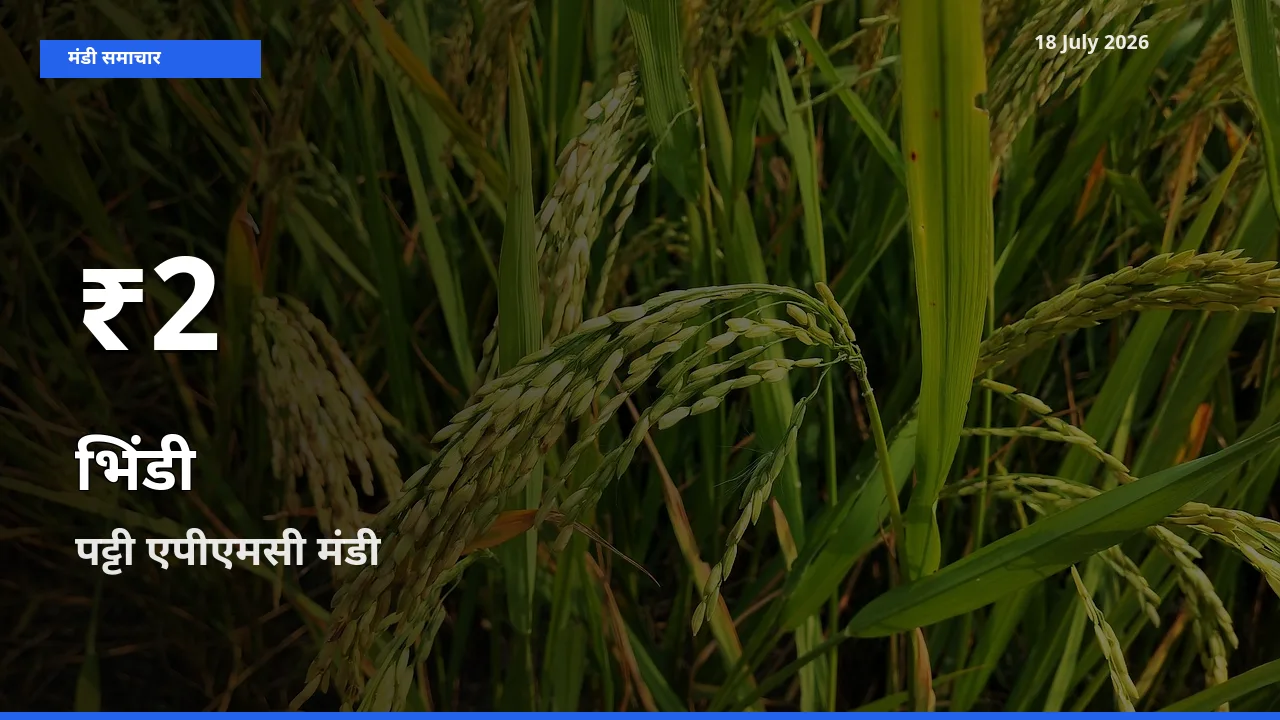 किसानों के लिए चिंता का विषय? भिंडी के दाम पट्टी एपीएमसी में 30 दिन के न्यूनतम स्तर पर