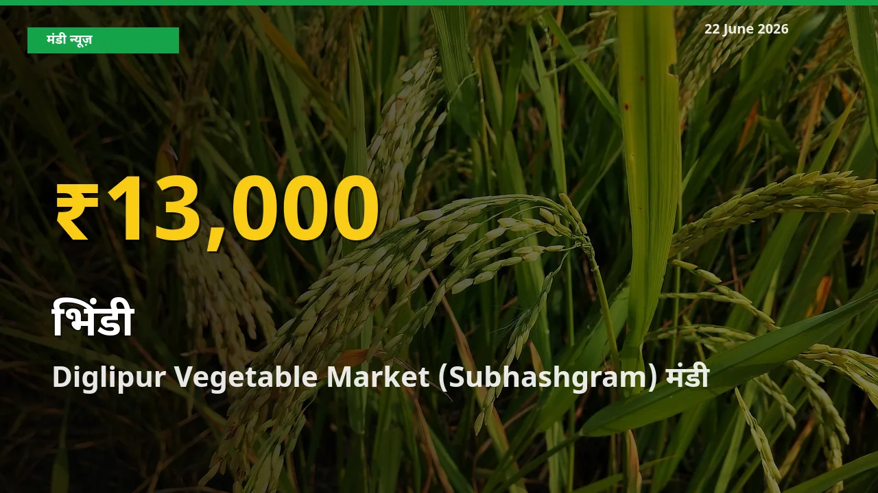 भिंडी के भावों में जबरदस्त उछाल, Diglipur Vegetable Market (Subhashgram) में नया उच्च स्तर