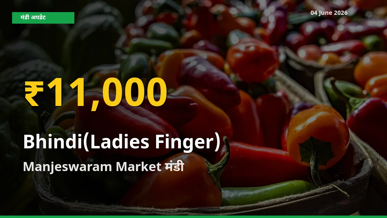 आज का मंडी भाव: Manjeswaram Market में भिंडी सबसे ऊँचे स्तर पर