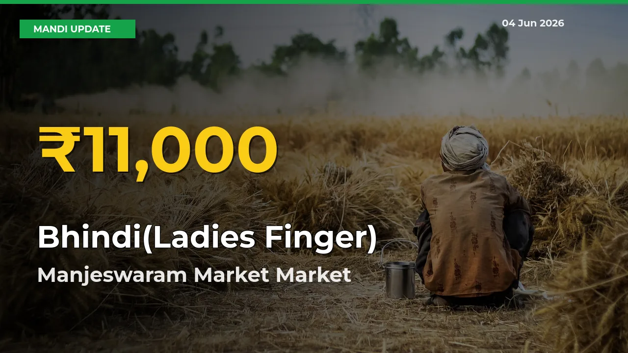 Bhindi(Ladies Finger) Price Hits New High in Manjeswaram Market Today – Check Latest Mandi Rates