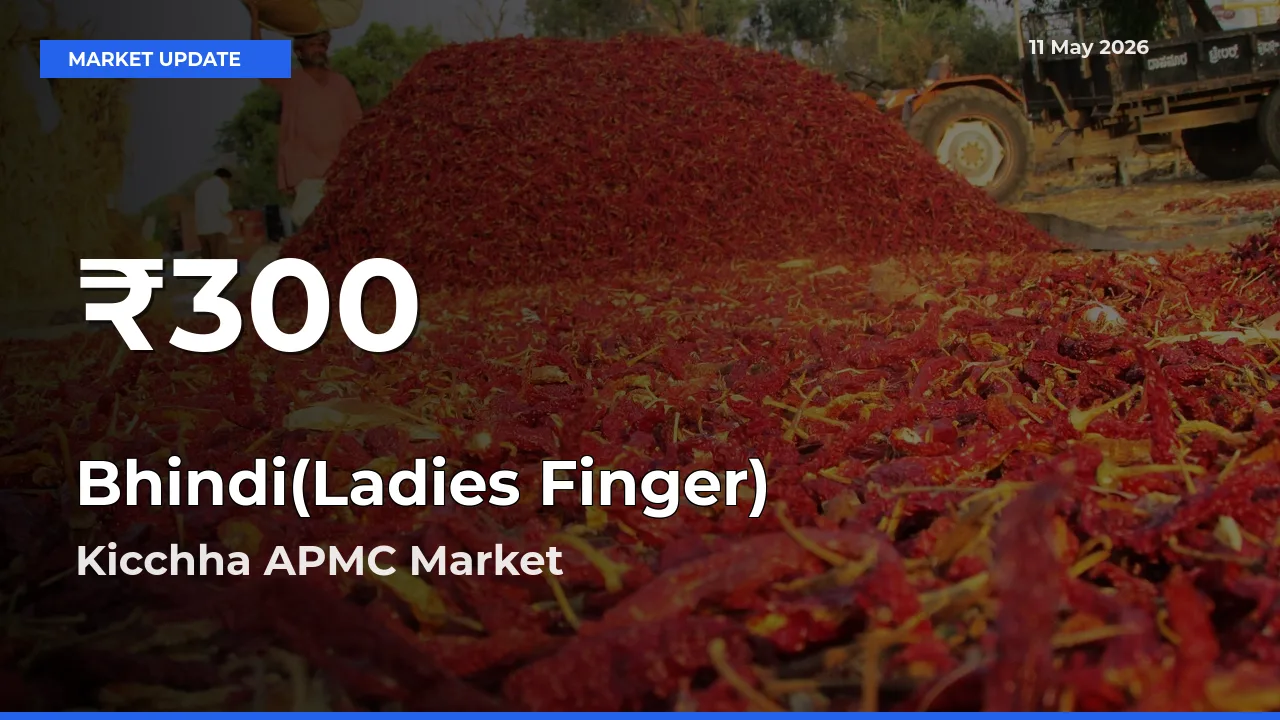 Bhindi(Ladies Finger) Mandi Rate Today: 30-Day Low Recorded in Kicchha APMC