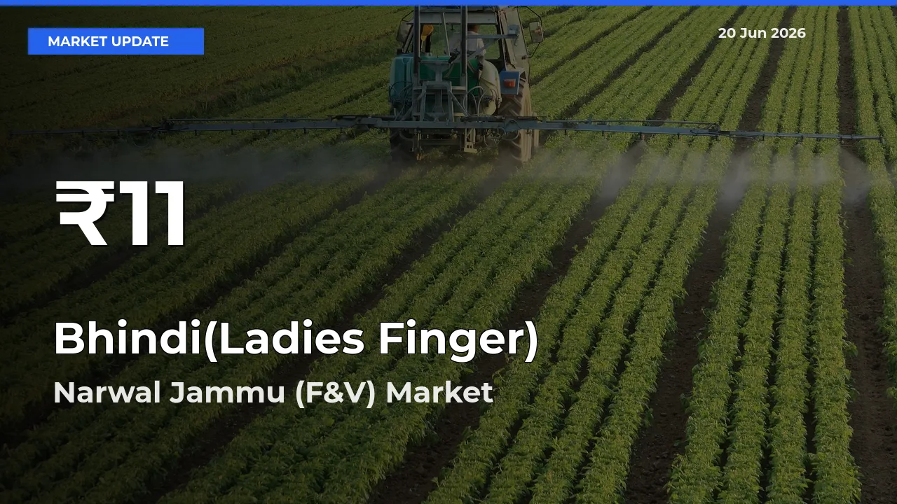 Bhindi(Ladies Finger) Mandi Rate Today: 30-Day Low Recorded in Narwal Jammu (F&V)