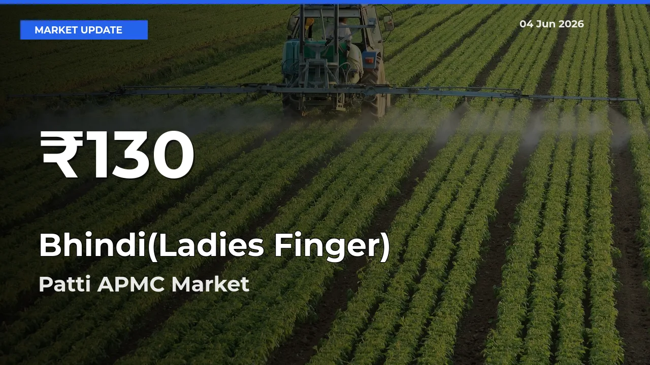Sharp Fall! Bhindi(Ladies Finger) Prices Drop to 30-Day Low in Patti APMC