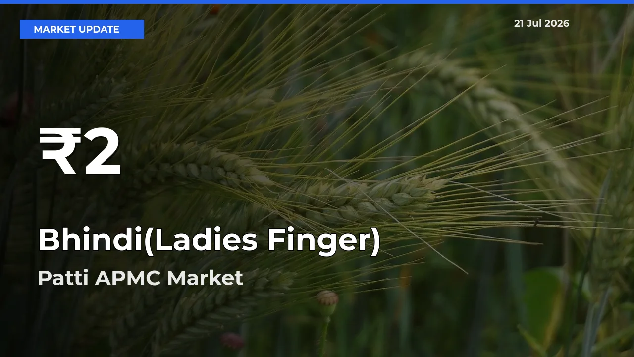 Bhindi(Ladies Finger) Hits 30-Day Low in Patti APMC