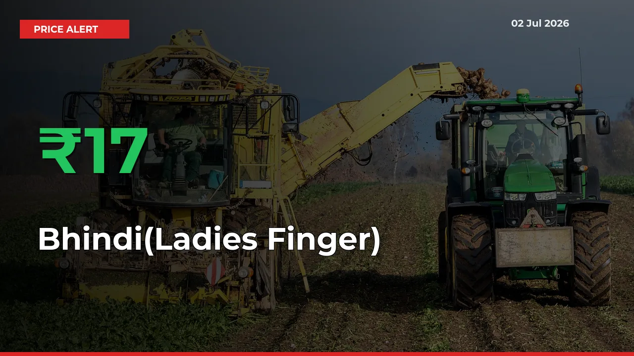 Sharp Jump! Bhindi(Ladies Finger) Prices Climb 16.55% in 24 Hours at Key Mandis