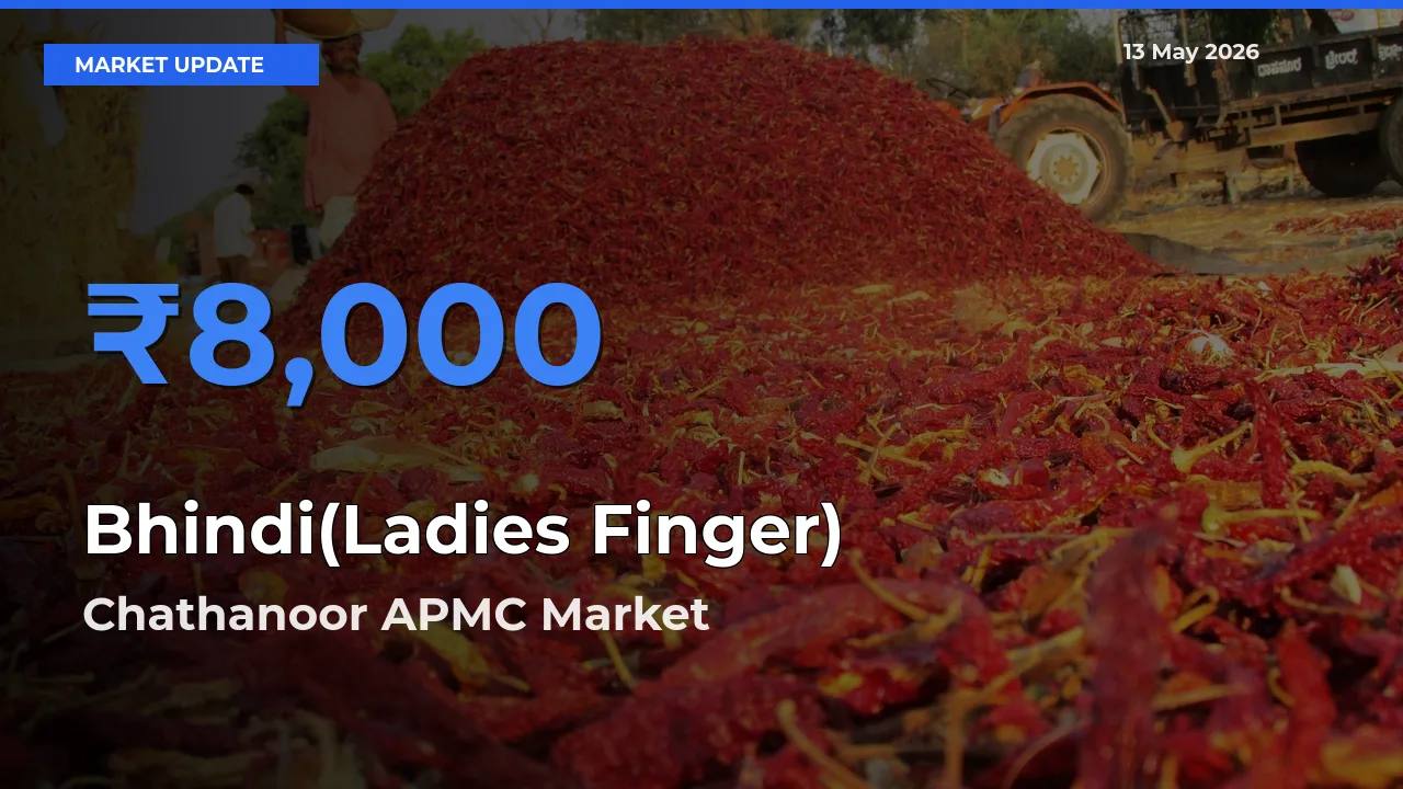 Chathanoor APMC Emerges as Top Mandi for Bhindi(Ladies Finger) Prices Today
