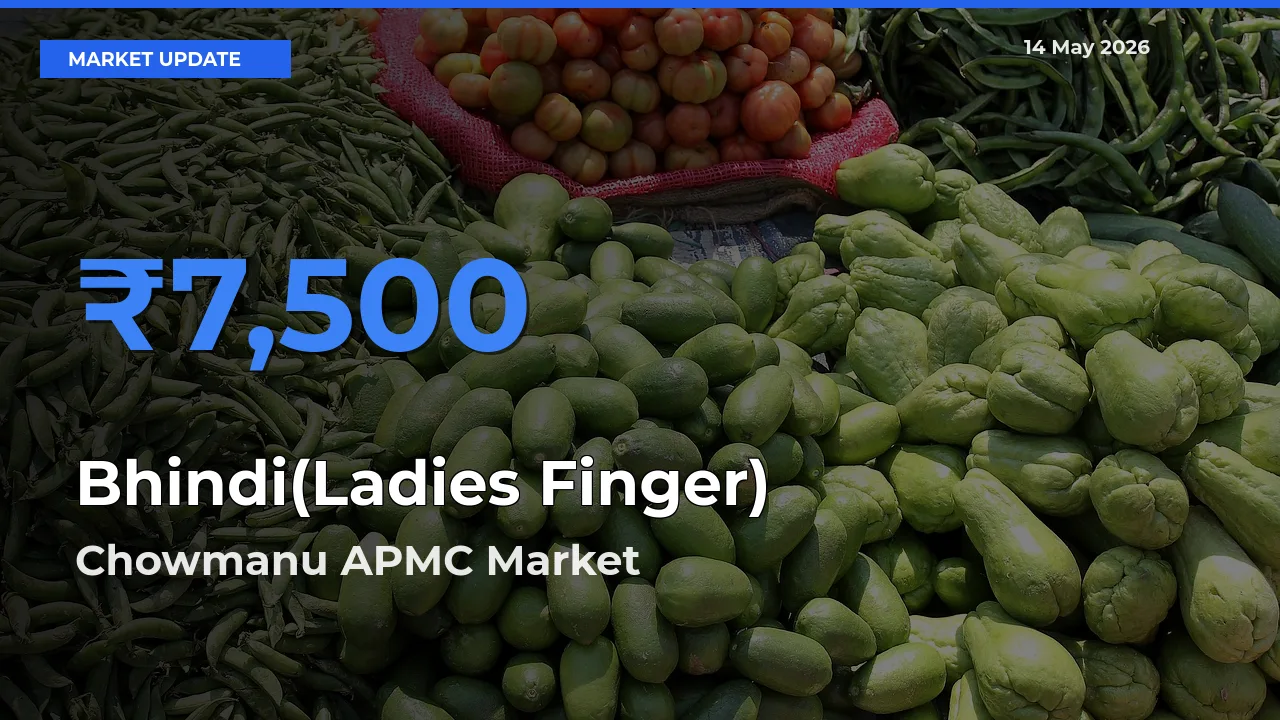 Chowmanu APMC Tops Bhindi(Ladies Finger) Mandi Rates Today