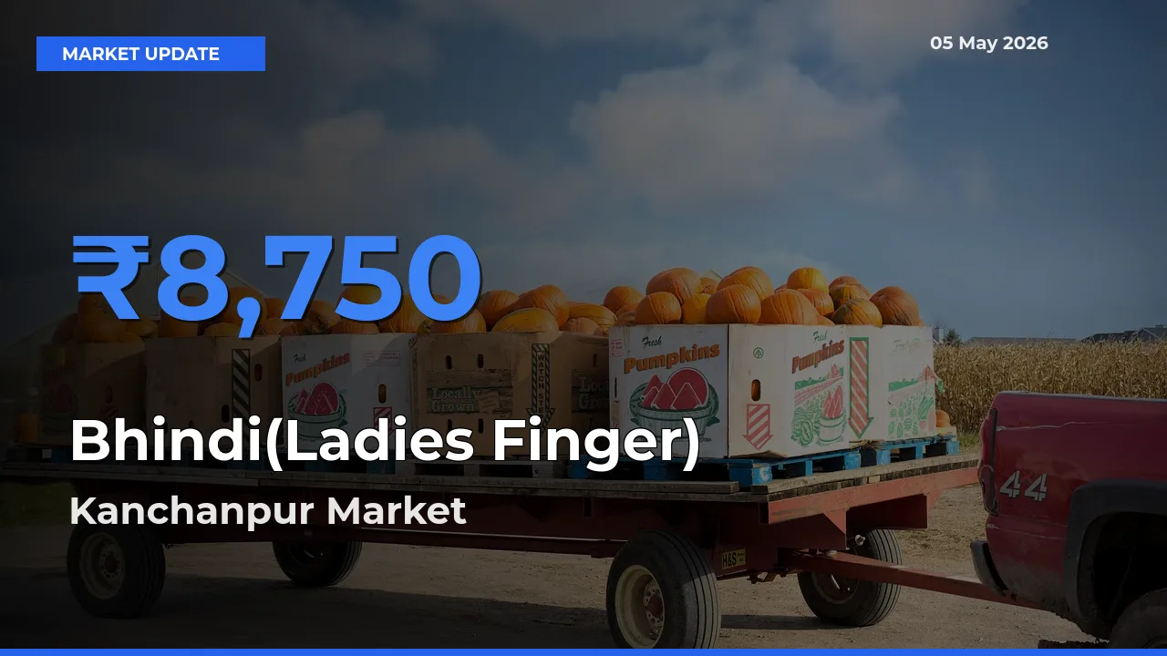 Kanchanpur Emerges as Top Mandi for Bhindi(Ladies Finger) Prices Today