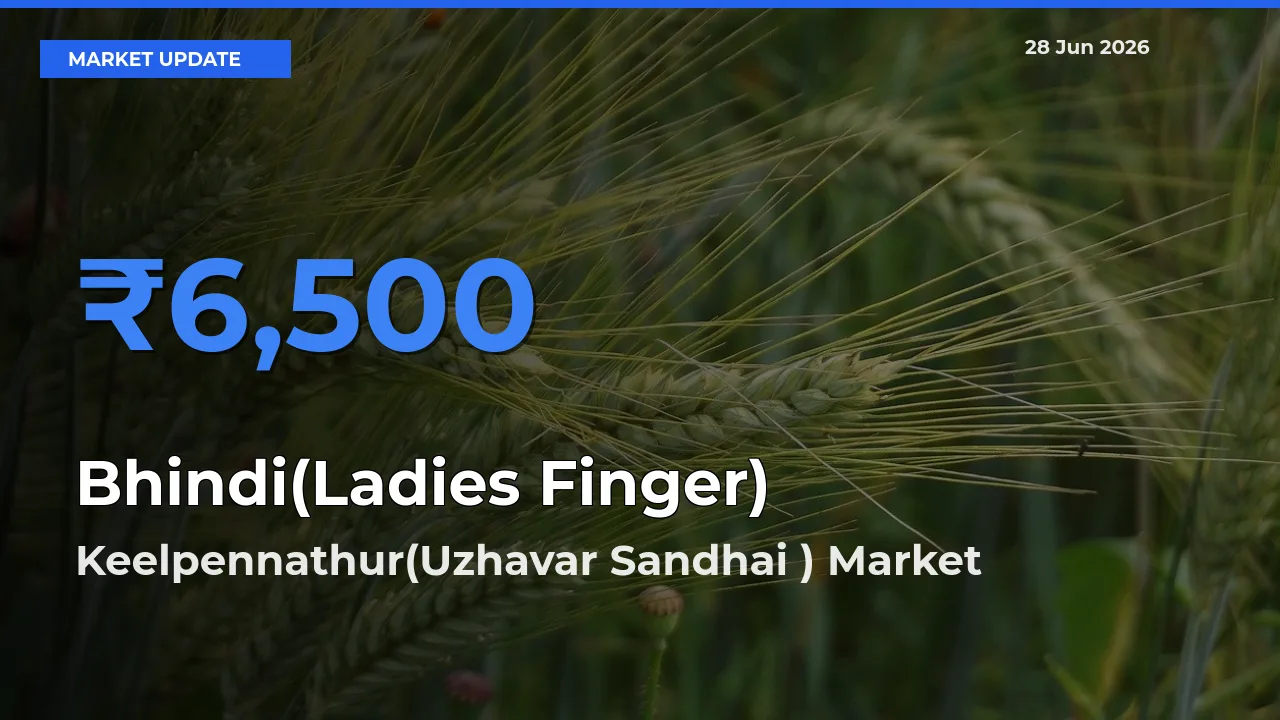 Market Watch: Keelpennathur(Uzhavar Sandhai ) Becomes Top Mandi for Bhindi(Ladies Finger)