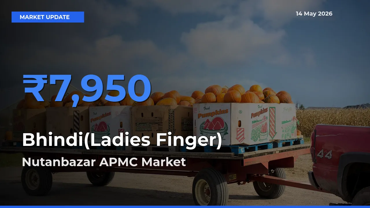 Bhindi(Ladies Finger) Mandi Rate Today: Nutanbazar APMC Tops the List