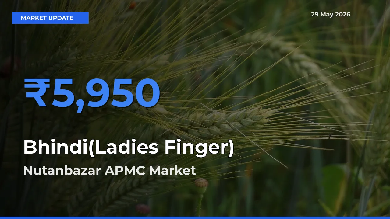 Market Watch: Nutanbazar APMC Becomes Top Mandi for Bhindi(Ladies Finger)