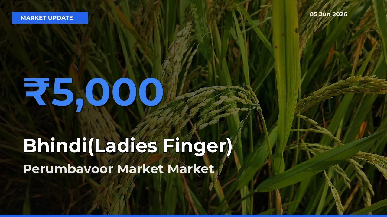 Perumbavoor Market Records Highest ₹5,000 Rate for Bhindi(Ladies Finger)