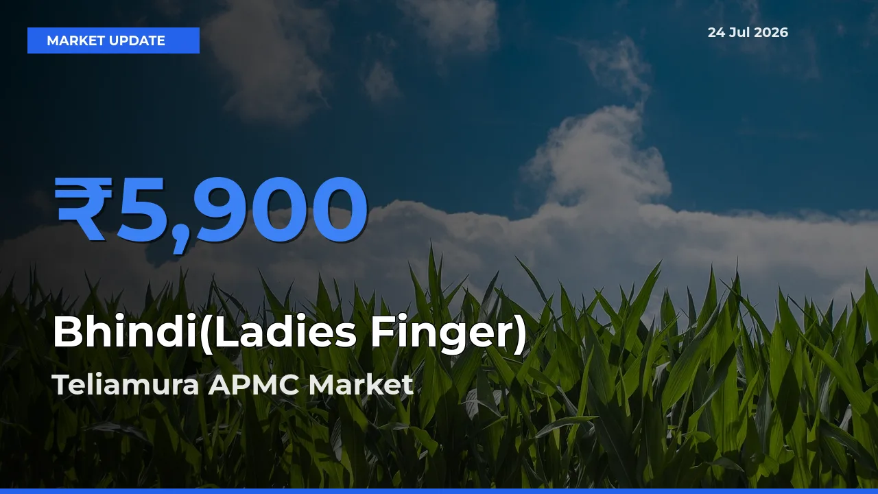 Top Performer! Teliamura APMC Offers Best Bhindi(Ladies Finger) Price Today
