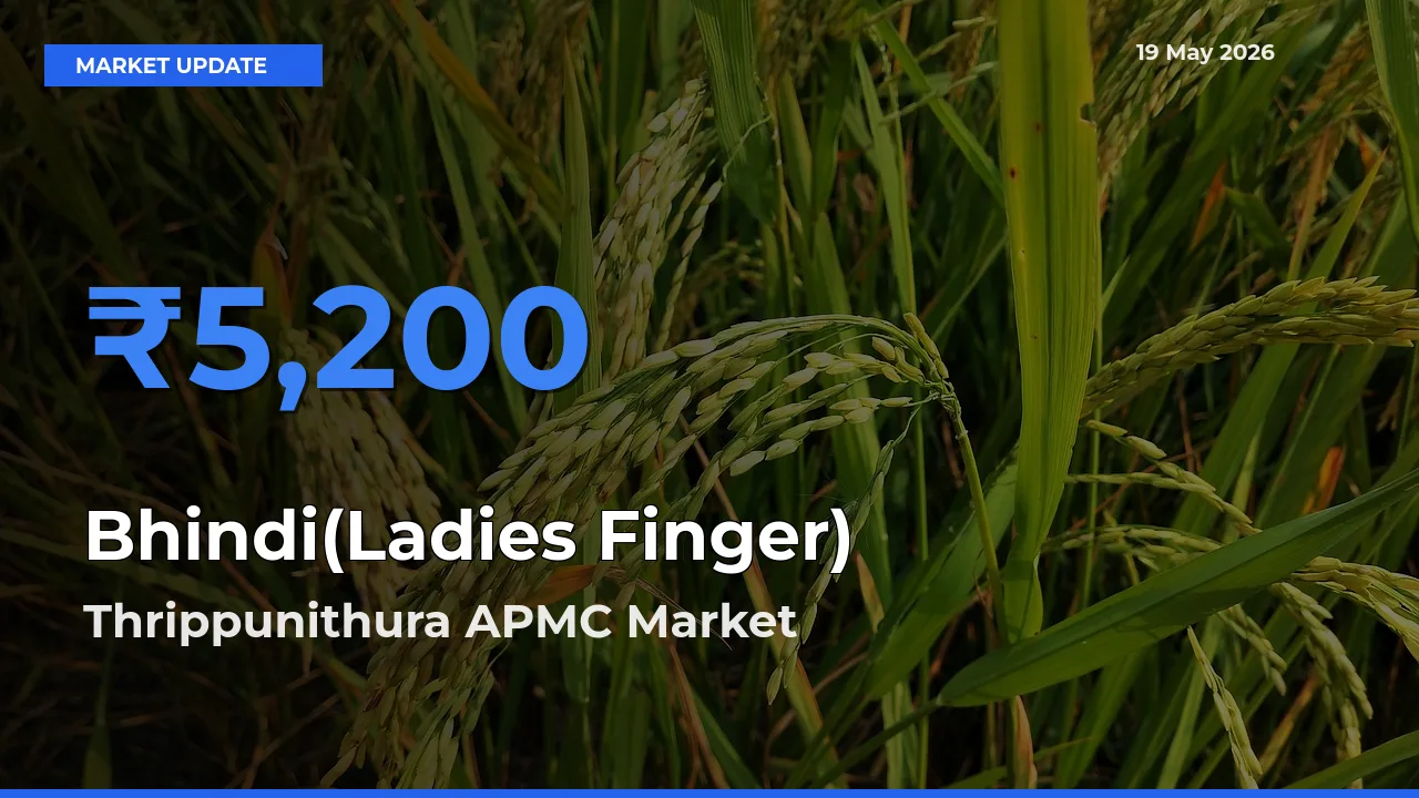 Thrippunithura APMC Records Highest ₹5,200 Rate for Bhindi(Ladies Finger)