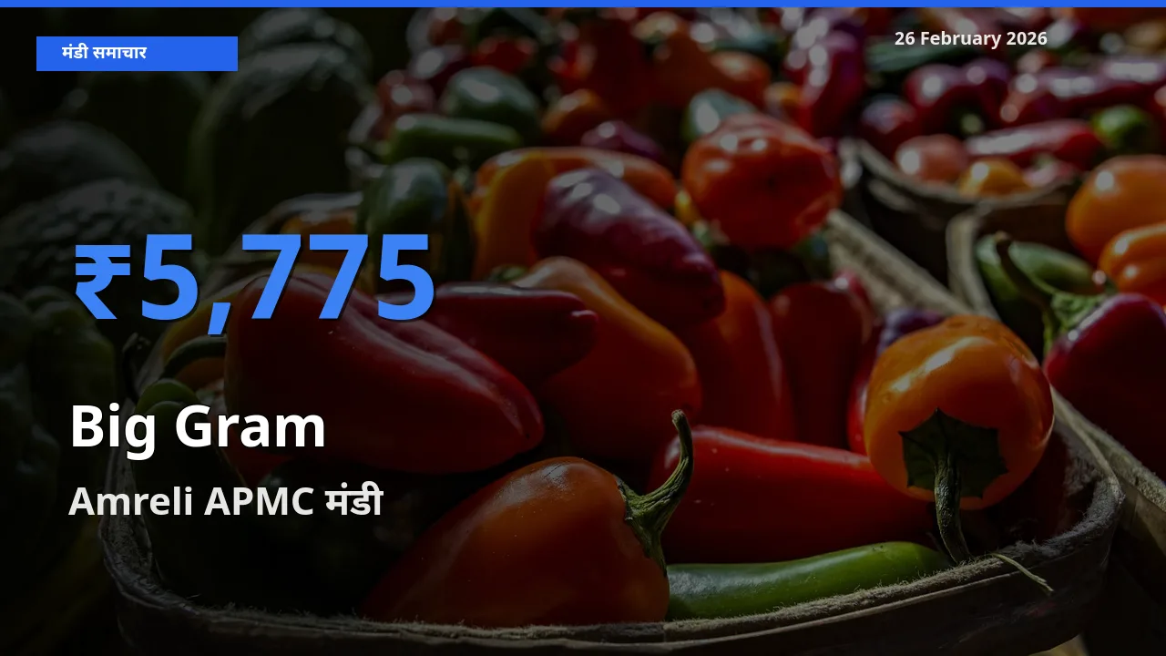 Amreli APMC मंडी में Big Gram ₹5,775 पर पहुँचा – आज का सर्वोच्च भाव