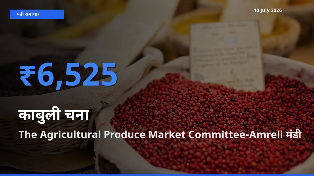 The Agricultural Produce Market Committee-Amreli मंडी में आज काबुली चना के सबसे ऊँचे दाम दर्ज